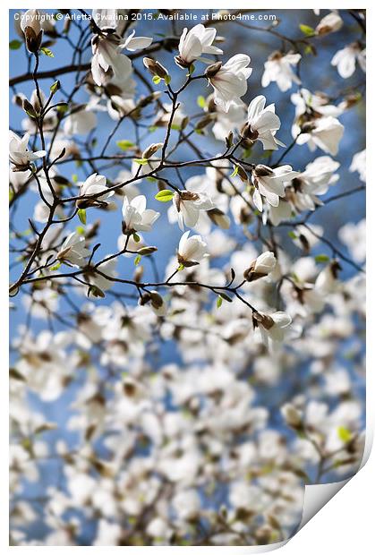Magnolia spring bloom flowers Print by Arletta Cwalina