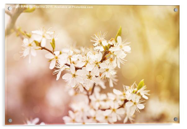 Blooming Cerasus cherry tree Acrylic by Arletta Cwalina