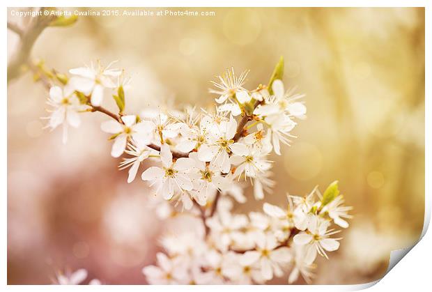 Blooming Cerasus cherry tree Print by Arletta Cwalina
