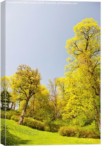 Green spring trees vibrant nature Canvas Print by Arletta Cwalina