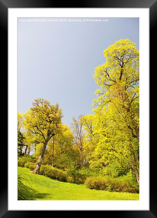 Green spring trees vibrant nature Framed Mounted Print by Arletta Cwalina