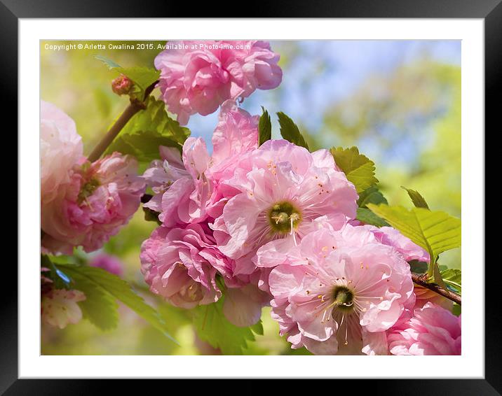 Almond blossoms pink flowering Framed Mounted Print by Arletta Cwalina