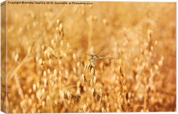 Odonata or dragonfly on oat Canvas Print by Arletta Cwalina