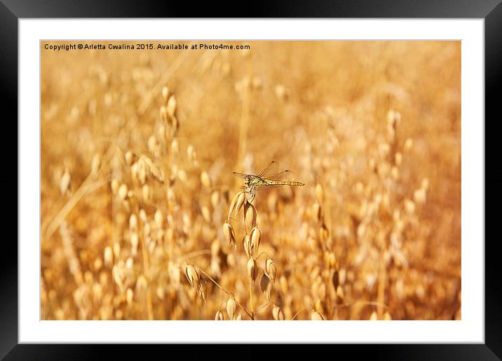 Odonata or dragonfly on oat Framed Mounted Print by Arletta Cwalina