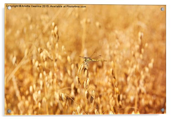 Odonata or dragonfly on oat Acrylic by Arletta Cwalina
