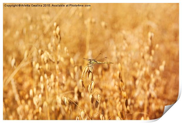 Odonata or dragonfly on oat Print by Arletta Cwalina