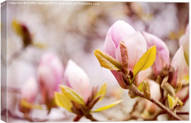 Magnolia beauty flowering in spring Canvas Print by Arletta Cwalina