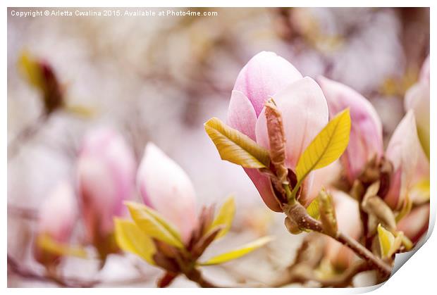Magnolia beauty flowering in spring Print by Arletta Cwalina