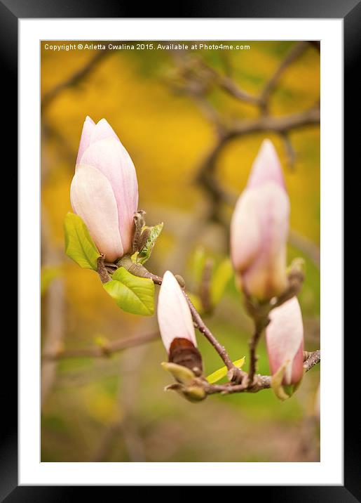 Pink Magnolia buds grow Framed Mounted Print by Arletta Cwalina