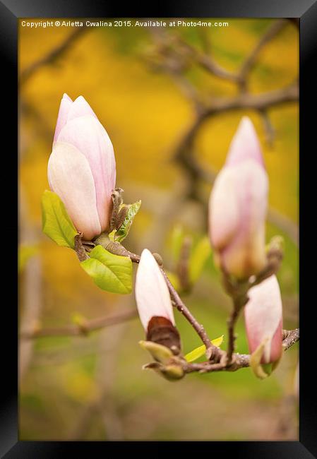 Pink Magnolia buds grow Framed Print by Arletta Cwalina