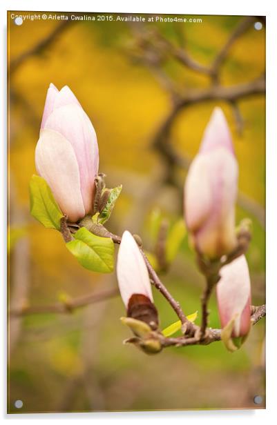 Pink Magnolia buds grow Acrylic by Arletta Cwalina