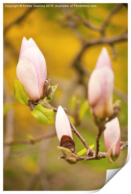 Pink Magnolia buds grow Print by Arletta Cwalina