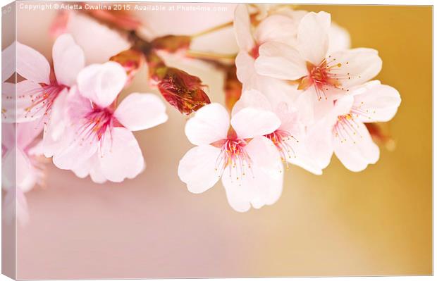 Blooming fairy cherry tree flowers Canvas Print by Arletta Cwalina