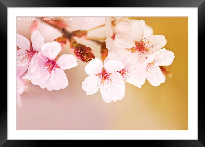 Blooming fairy cherry tree flowers Framed Mounted Print by Arletta Cwalina