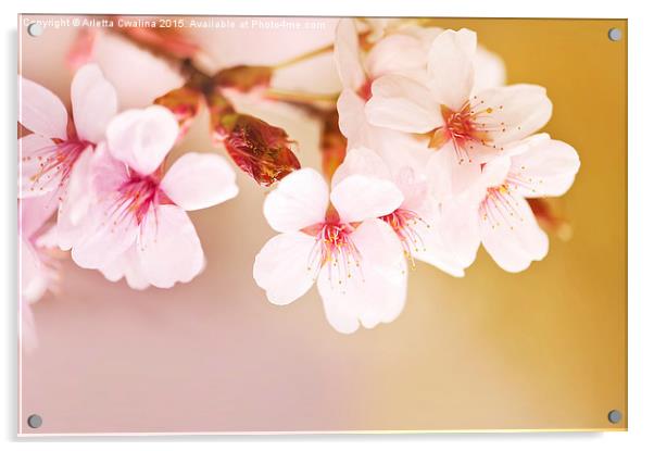 Blooming fairy cherry tree flowers Acrylic by Arletta Cwalina