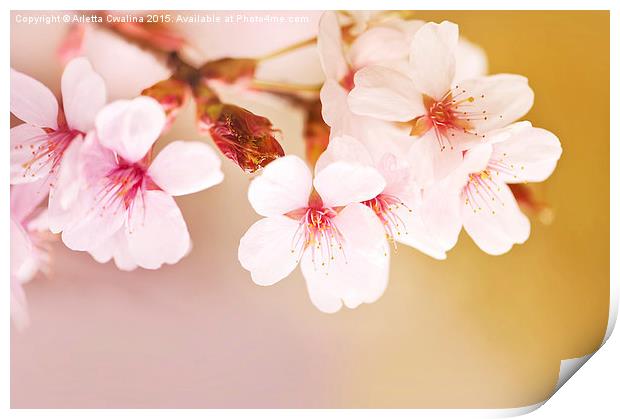 Blooming fairy cherry tree flowers Print by Arletta Cwalina