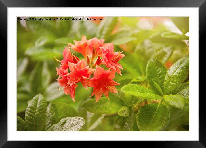 Il Tasso Rhododendron called Azalea Framed Mounted Print by Arletta Cwalina