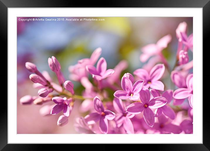 Lilac flowerets bright pink Framed Mounted Print by Arletta Cwalina