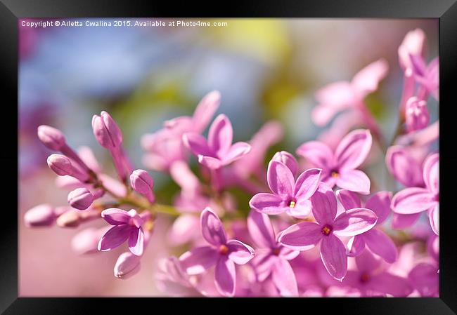 Lilac flowerets bright pink Framed Print by Arletta Cwalina