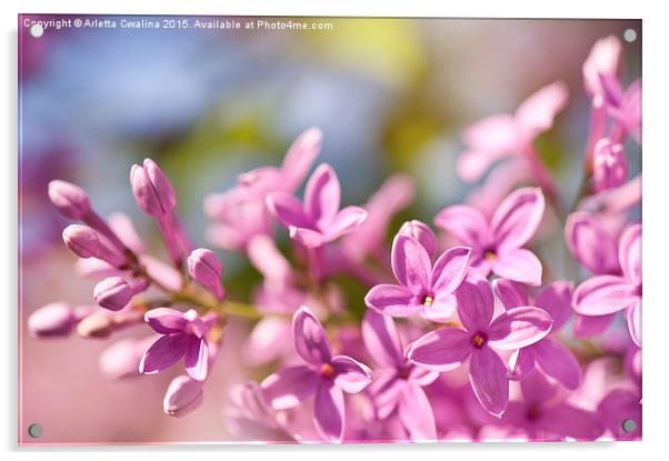 Lilac flowerets bright pink Acrylic by Arletta Cwalina