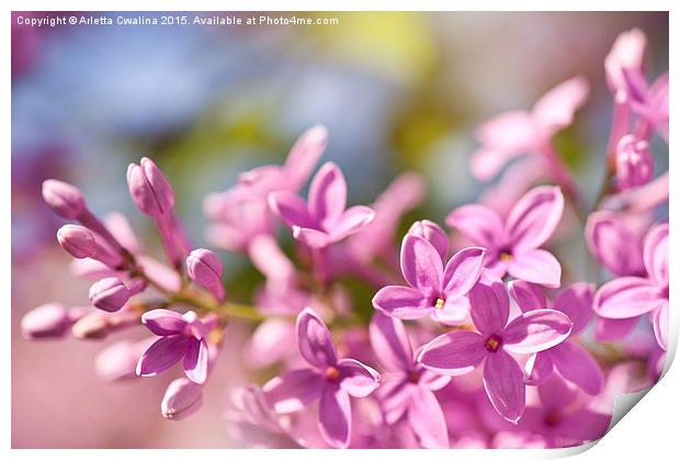 Lilac flowerets bright pink Print by Arletta Cwalina