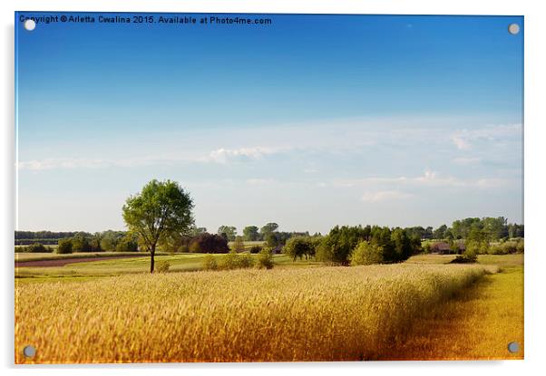 Rural wheat field view Acrylic by Arletta Cwalina