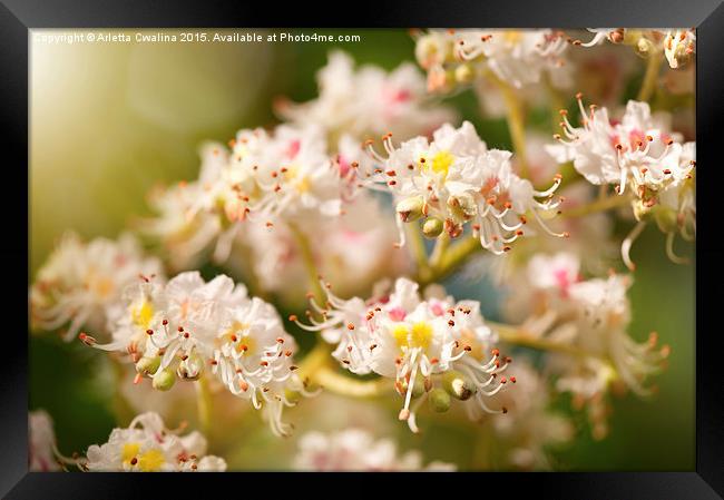 chestnut tree blossoms anthers Framed Print by Arletta Cwalina