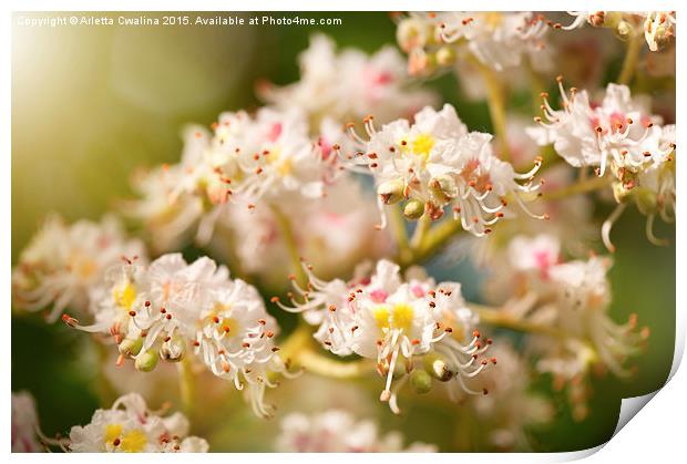 chestnut tree blossoms anthers Print by Arletta Cwalina