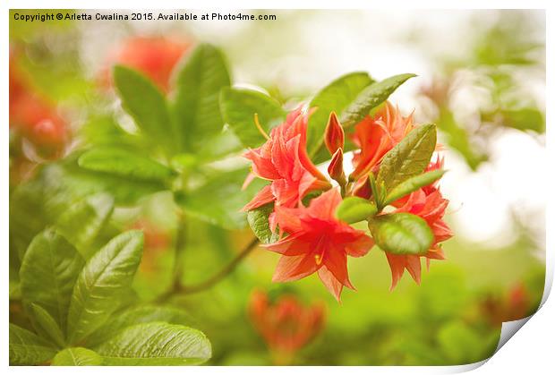 Rhododendron or Azalea Il Tasso Print by Arletta Cwalina