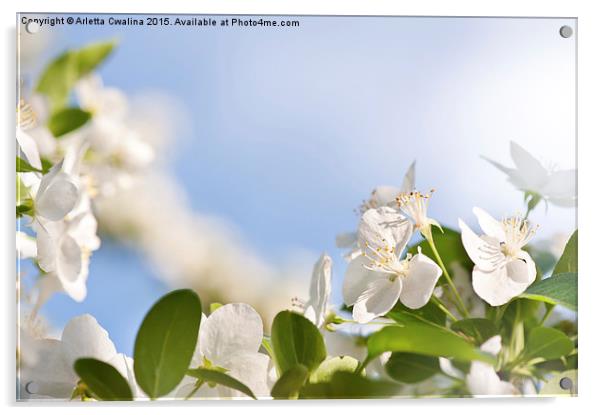 Flowering Cerasus cherry tree Acrylic by Arletta Cwalina