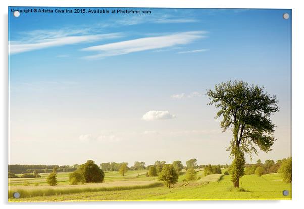 Rural grassland trees view Acrylic by Arletta Cwalina