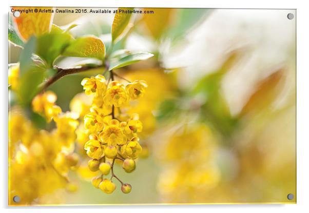 Berberis yellow flowering shrub detail Acrylic by Arletta Cwalina