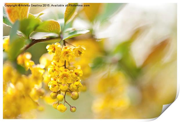 Berberis yellow flowering shrub detail Print by Arletta Cwalina