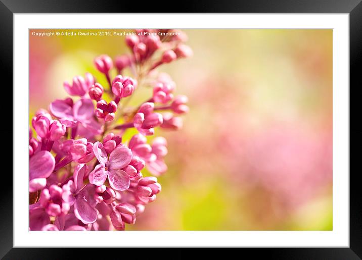 Lilac flowerets bloom bright Framed Mounted Print by Arletta Cwalina