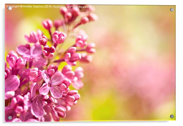 Lilac flowerets bloom bright Acrylic by Arletta Cwalina