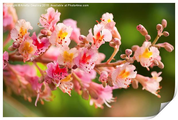 red chestnut tree blossoms Print by Arletta Cwalina