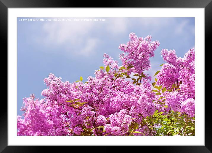 Lilac vibrant pink bunches shrub Framed Mounted Print by Arletta Cwalina