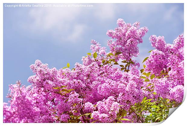 Lilac vibrant pink bunches shrub Print by Arletta Cwalina
