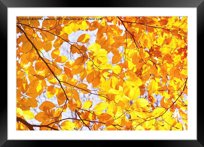 Autumn beech Fagus foliage Framed Mounted Print by Arletta Cwalina