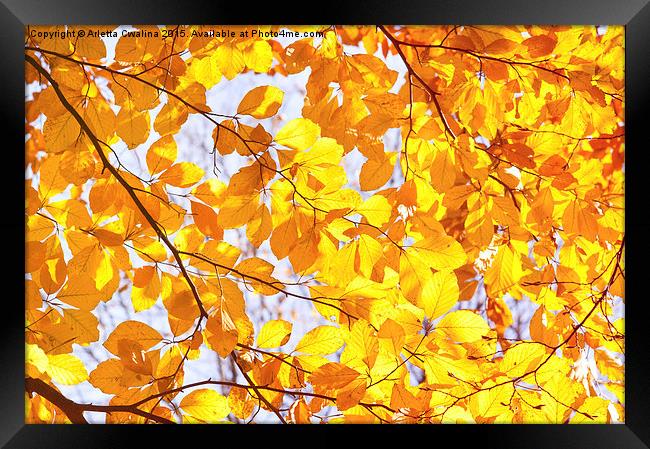 Autumn beech Fagus foliage Framed Print by Arletta Cwalina