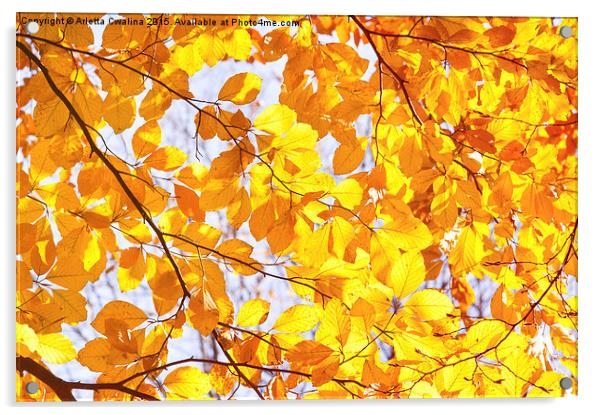Autumn beech Fagus foliage Acrylic by Arletta Cwalina