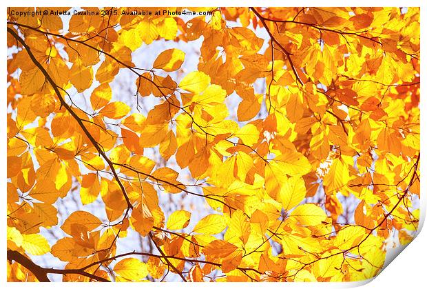 Autumn beech Fagus foliage Print by Arletta Cwalina