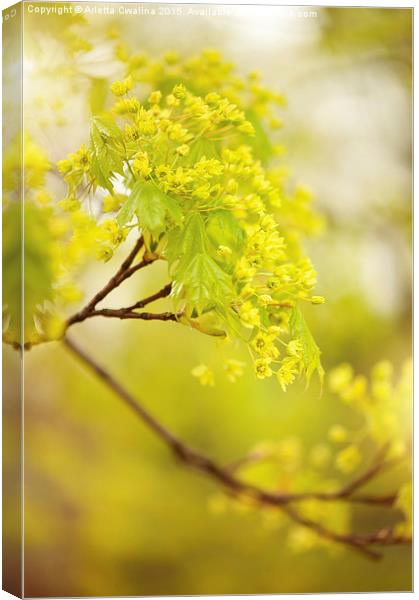 Acer flowering twig detail Canvas Print by Arletta Cwalina