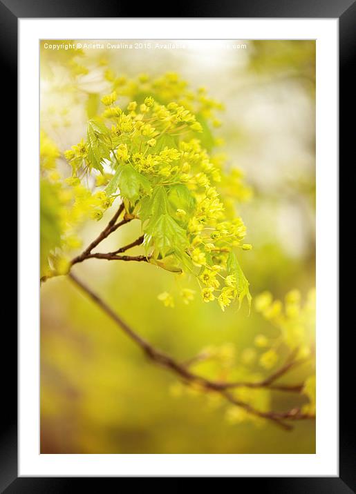 Acer flowering twig detail Framed Mounted Print by Arletta Cwalina