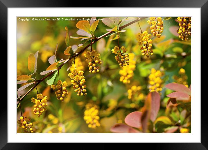 Berberis yellow flowering shrub grow Framed Mounted Print by Arletta Cwalina