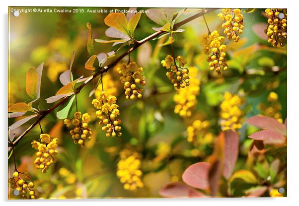 Berberis yellow flowering shrub grow Acrylic by Arletta Cwalina