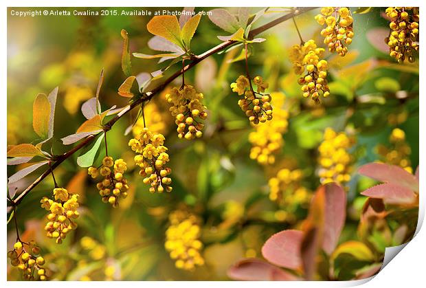 Berberis yellow flowering shrub grow Print by Arletta Cwalina