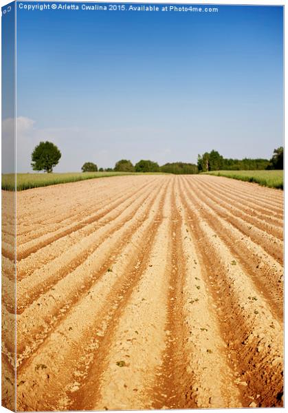 Ploughed agriculture field empty Canvas Print by Arletta Cwalina