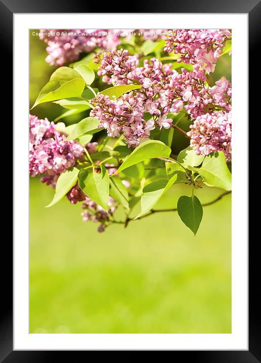 Flowering Lilac vibrant pink Framed Mounted Print by Arletta Cwalina