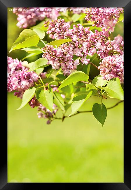 Flowering Lilac vibrant pink Framed Print by Arletta Cwalina